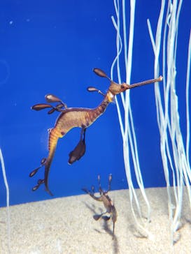 サンシャイン水族館に投稿された画像（2021/12/28）
