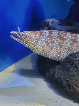 サンシャイン水族館に投稿された画像（2021/12/28）