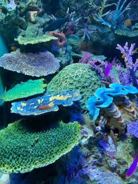 サンシャイン水族館に投稿された画像（2021/12/28）