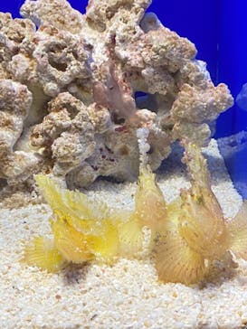 サンシャイン水族館に投稿された画像（2021/12/28）