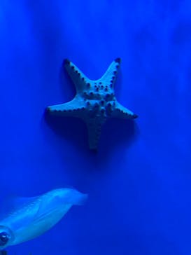 サンシャイン水族館に投稿された画像（2021/12/28）