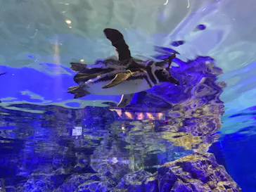 すみだ水族館に投稿された画像（2021/12/28）