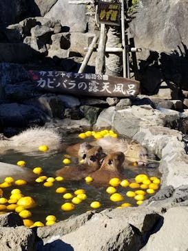伊豆シャボテン動物公園に投稿された画像（2021/12/28）