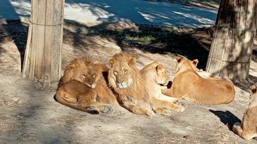 群馬サファリパークに投稿された画像（2021/12/28）