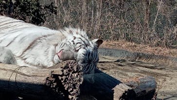 群馬サファリパークに投稿された画像（2021/12/28）