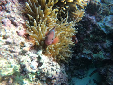 武藤潜水に投稿された画像（2021/12/28）