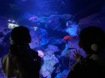 すみだ水族館に投稿された画像（2021/12/28）