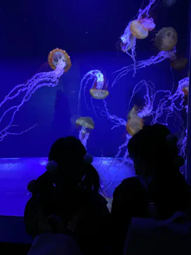 すみだ水族館に投稿された画像（2021/12/28）