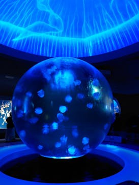 新江ノ島水族館に投稿された画像（2021/12/28）