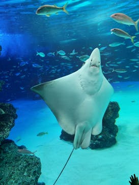 サンシャイン水族館に投稿された画像（2021/12/28）