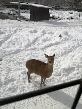 那須サファリパークに投稿された画像（2021/12/28）