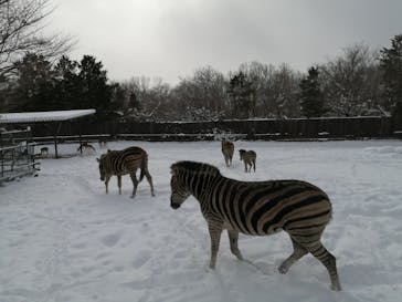 那須サファリパークに投稿された画像（2021/12/28）