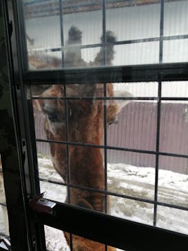 那須サファリパークに投稿された画像（2021/12/28）