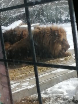 那須サファリパークに投稿された画像（2021/12/28）