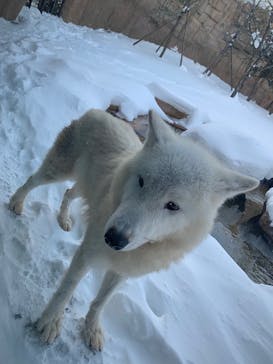 那須どうぶつ王国に投稿された画像（2021/12/28）