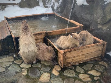 那須どうぶつ王国に投稿された画像（2021/12/28）