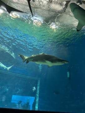 アクアワールド茨城県大洗水族館に投稿された画像（2021/12/28）