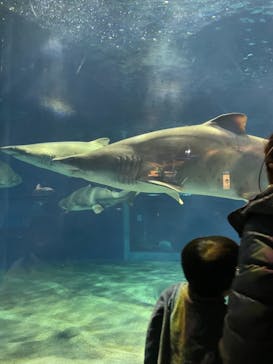 アクアワールド茨城県大洗水族館に投稿された画像（2021/12/28）