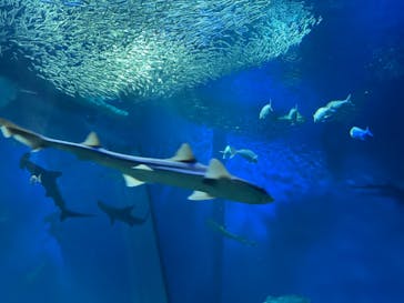 アクアワールド茨城県大洗水族館に投稿された画像（2021/12/28）