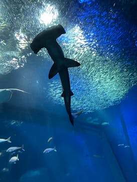 アクアワールド茨城県大洗水族館に投稿された画像（2021/12/28）