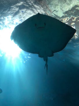 串本海中公園水族館に投稿された画像（2021/12/28）