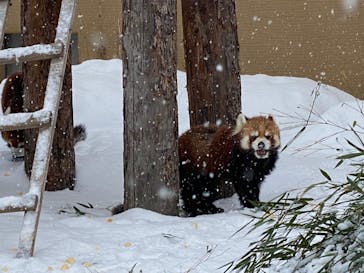 旭川市旭山動物園に投稿された画像（2021/12/28）