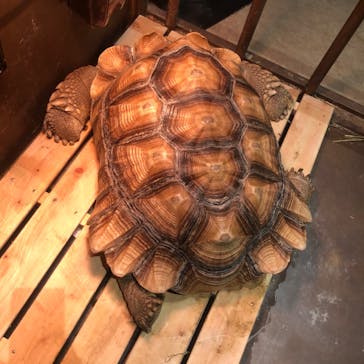 Moff animal world MARK IS みなとみらい店に投稿された画像（2021/12/28）