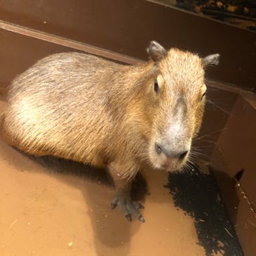 Moff animal world MARK IS みなとみらい店に投稿された画像（2021/12/28）