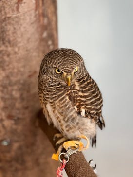 Moff animal cafe MARKIS 福岡ももち店に投稿された画像（2021/12/28）