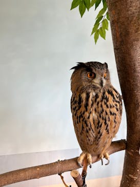 Moff animal cafe MARKIS 福岡ももち店に投稿された画像（2021/12/28）