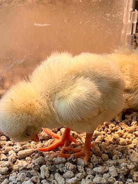 Moff animal cafe MARKIS 福岡ももち店に投稿された画像（2021/12/28）