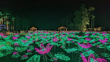 美らヤシパークオキナワ・東南植物楽園に投稿された画像（2021/12/28）