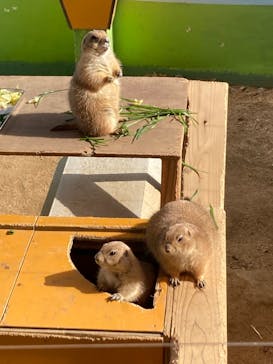 淡路ファームパーク イングランドの丘に投稿された画像（2021/12/29）