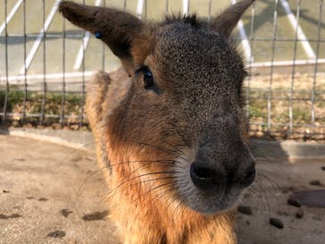 伊豆シャボテン動物公園に投稿された画像（2021/12/29）