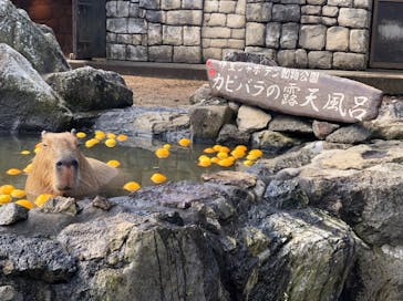 伊豆シャボテン動物公園に投稿された画像（2021/12/29）