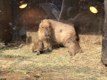 伊豆シャボテン動物公園に投稿された画像（2021/12/29）