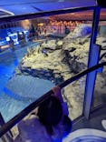 すみだ水族館に投稿された画像（2021/12/29）