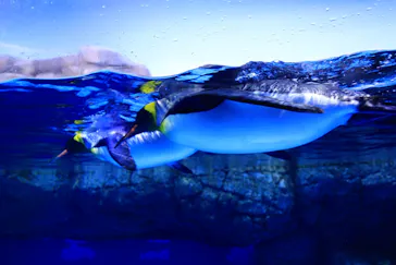 横浜・八景島シーパラダイスに投稿された画像（2021/12/29）