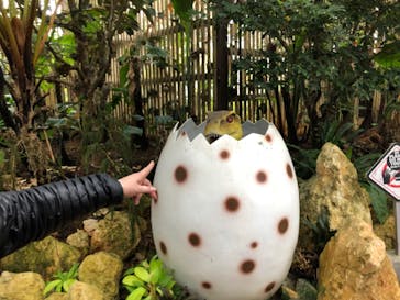 ナゴパイナップルパークに投稿された画像（2021/12/29）