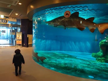 しながわ水族館に投稿された画像（2021/12/29）