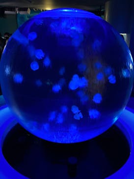 新江ノ島水族館に投稿された画像（2021/12/29）