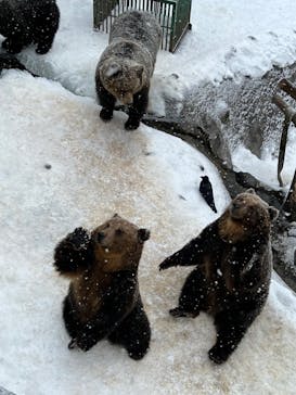 のぼりべつクマ牧場に投稿された画像（2021/12/29）