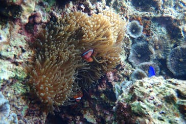 ダイビングショップ Sea Free（シーフリー）に投稿された画像（2021/12/29）