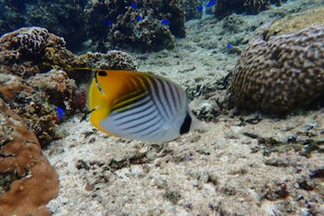 ダイビングショップ Sea Free（シーフリー）に投稿された画像（2021/12/29）