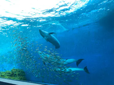 横浜・八景島シーパラダイスに投稿された画像（2021/12/29）