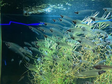 カワスイ 川崎⽔族館に投稿された画像（2021/12/29）