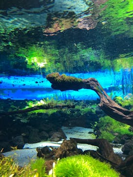 カワスイ 川崎⽔族館に投稿された画像（2021/12/29）