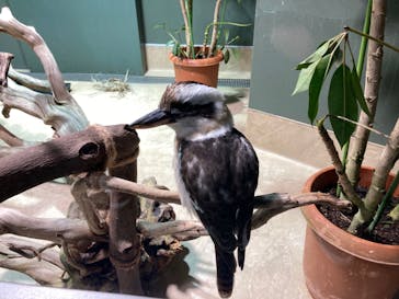 カワスイ 川崎⽔族館に投稿された画像（2021/12/29）