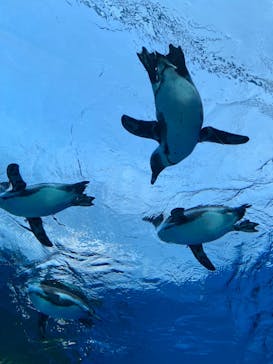 サンシャイン水族館に投稿された画像（2021/12/29）