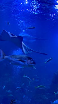 京都水族館に投稿された画像（2021/12/29）